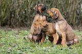 RODESIAN RIDGEBACK 192